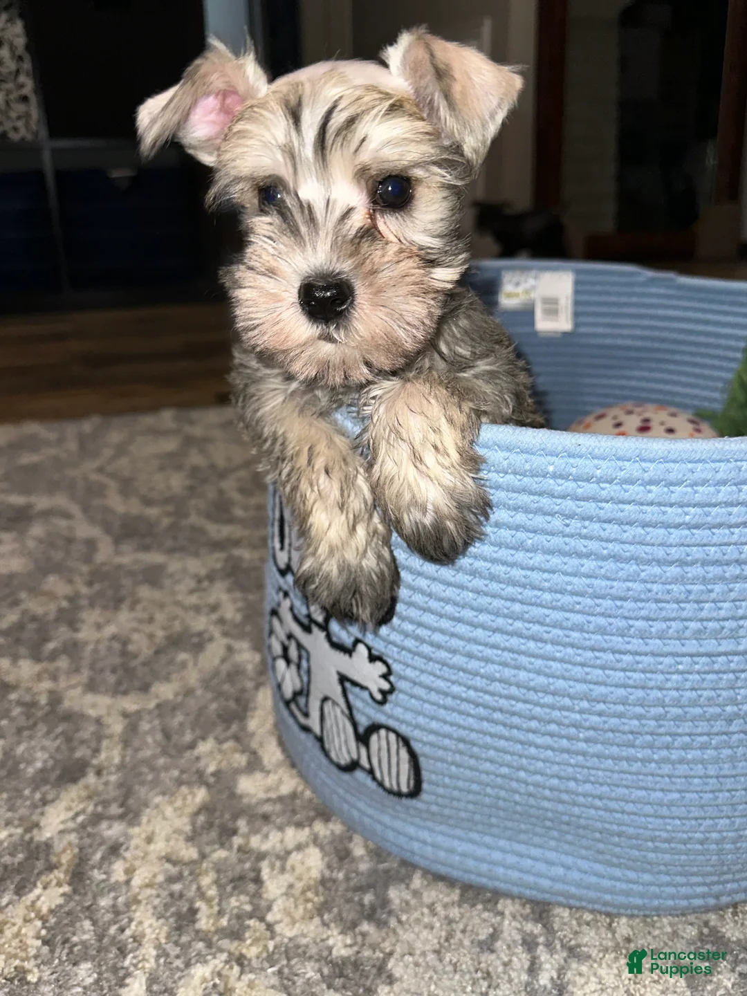 Miniature Schnauzer dogs for sale: Miniature Schnauzer 3 - Ad 1