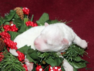 Bichon Frise dogs Vincent - Ad 29