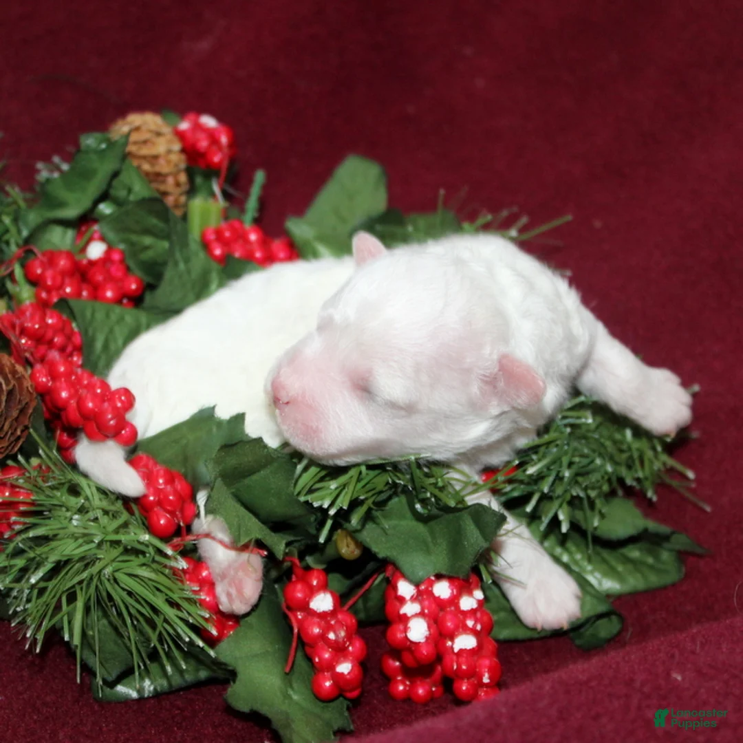 Bichon Frise dogs for sale: Vincent - Ad 2