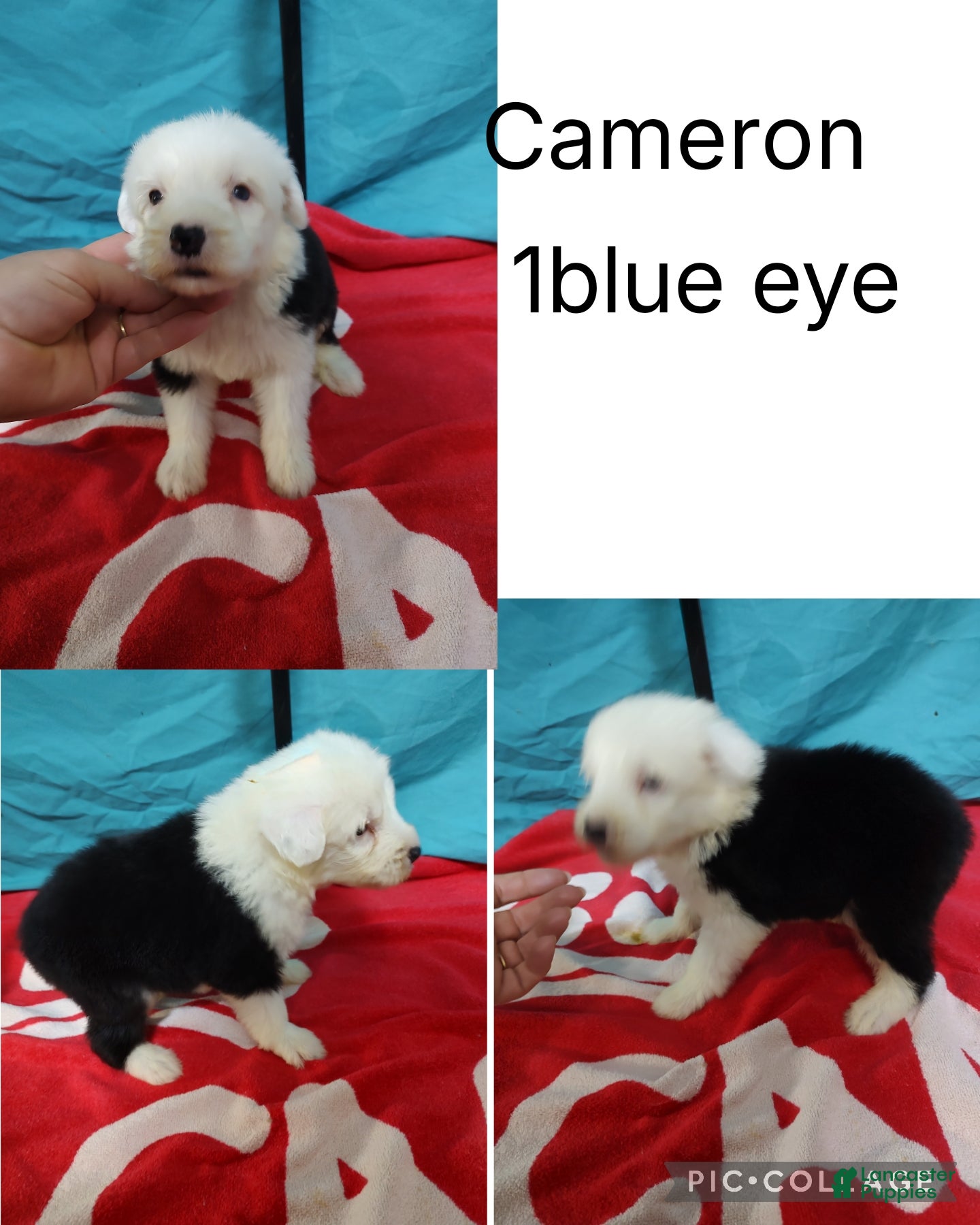 Old English Sheepdog dogs Old English Sheepdog Puppy 3 - Ad 1