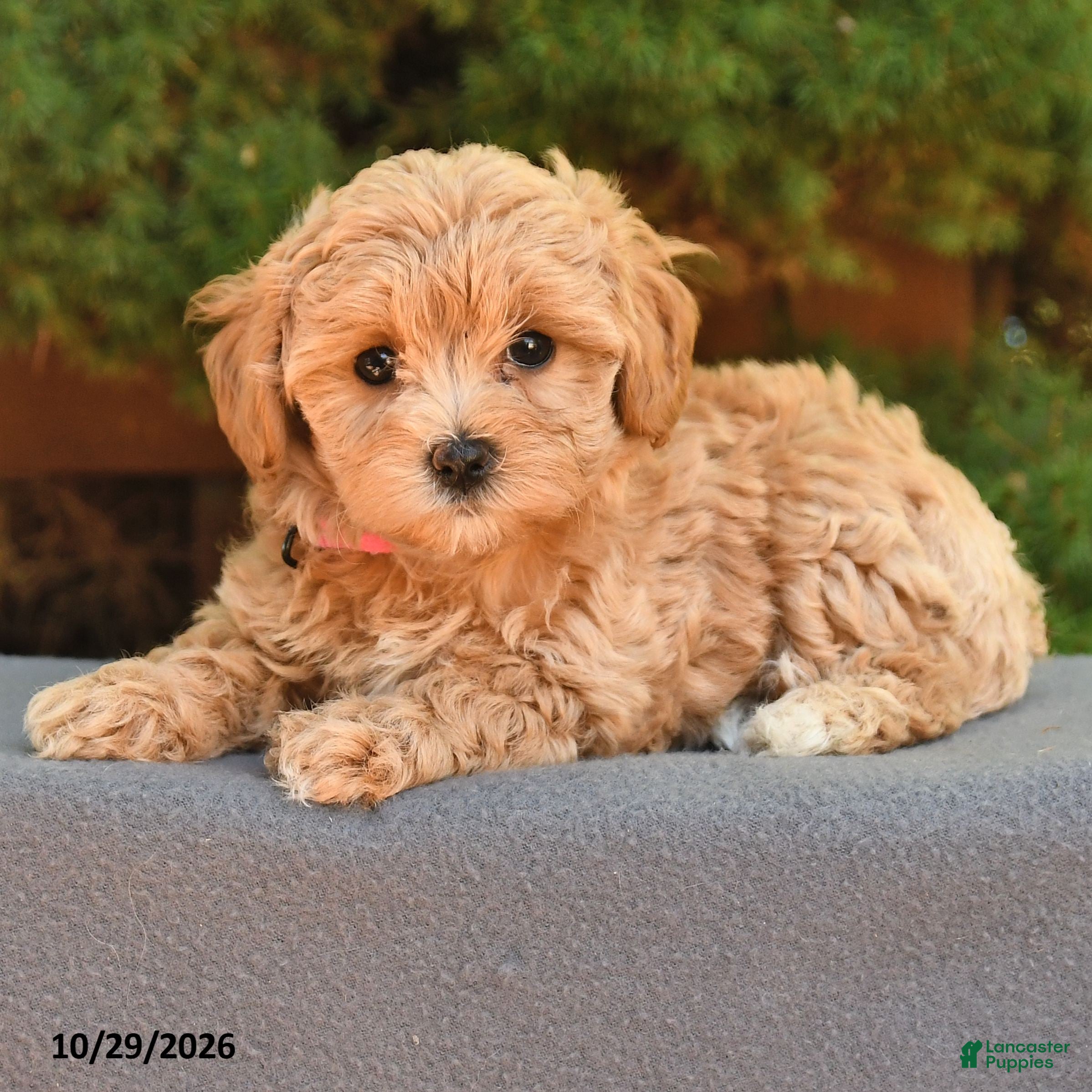 Maltipoo dogs for sale: Magie - Ad 2