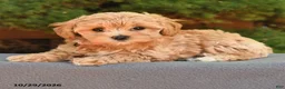 Maltipoo dogs for sale: Magie - Ad 2