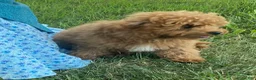 Cavapoo dogs for sale: Hector - Ad 5