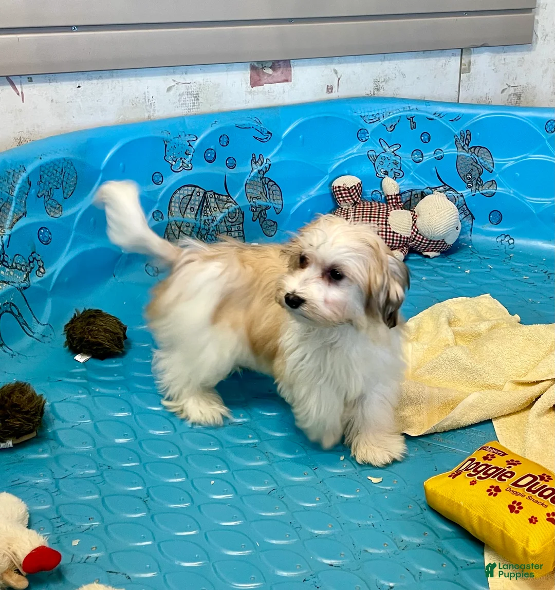 Mixed Breed dogs for sale: Shirley - Ad 7