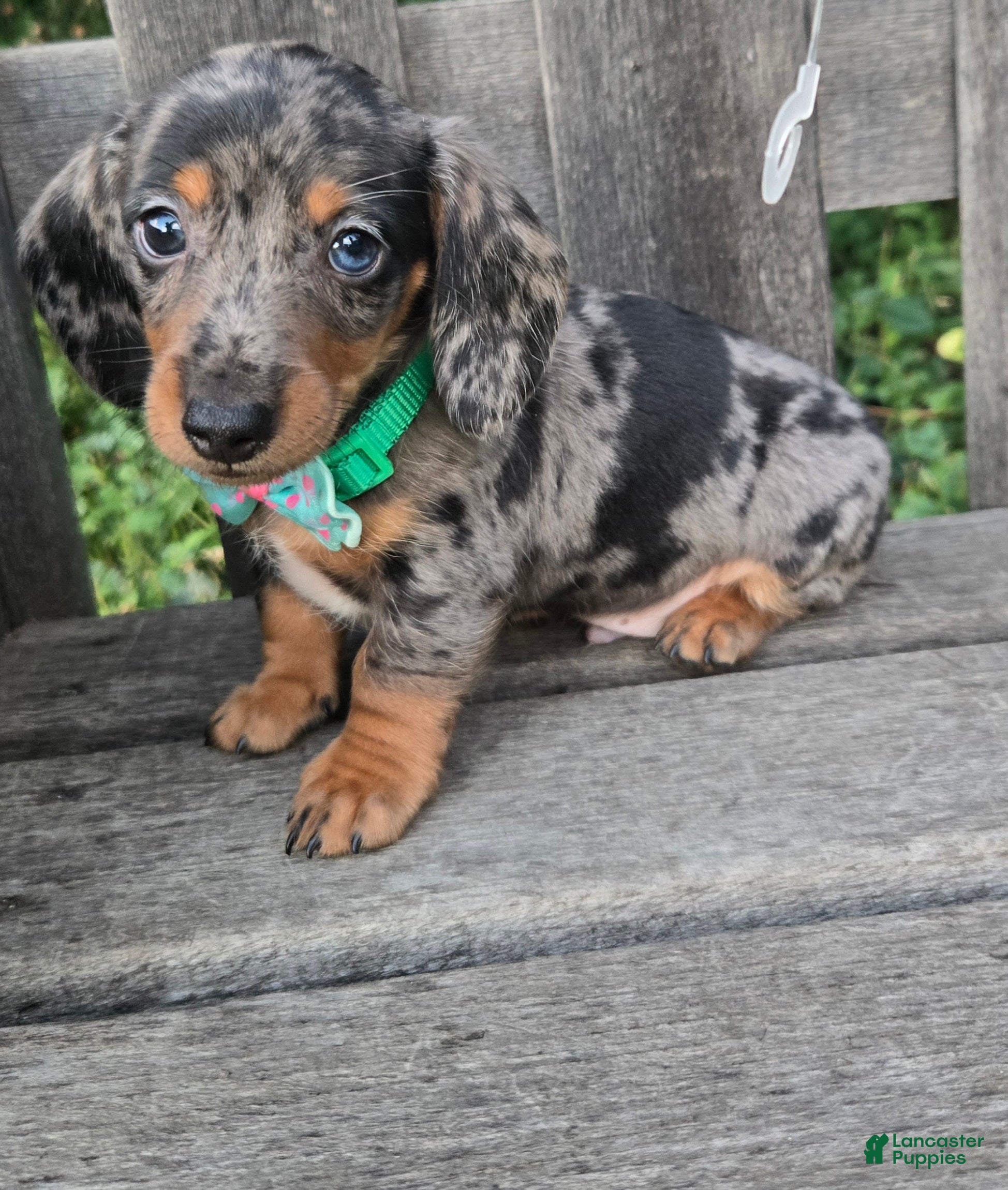 Miniature Dachshund dogs Buddy - Ad 1