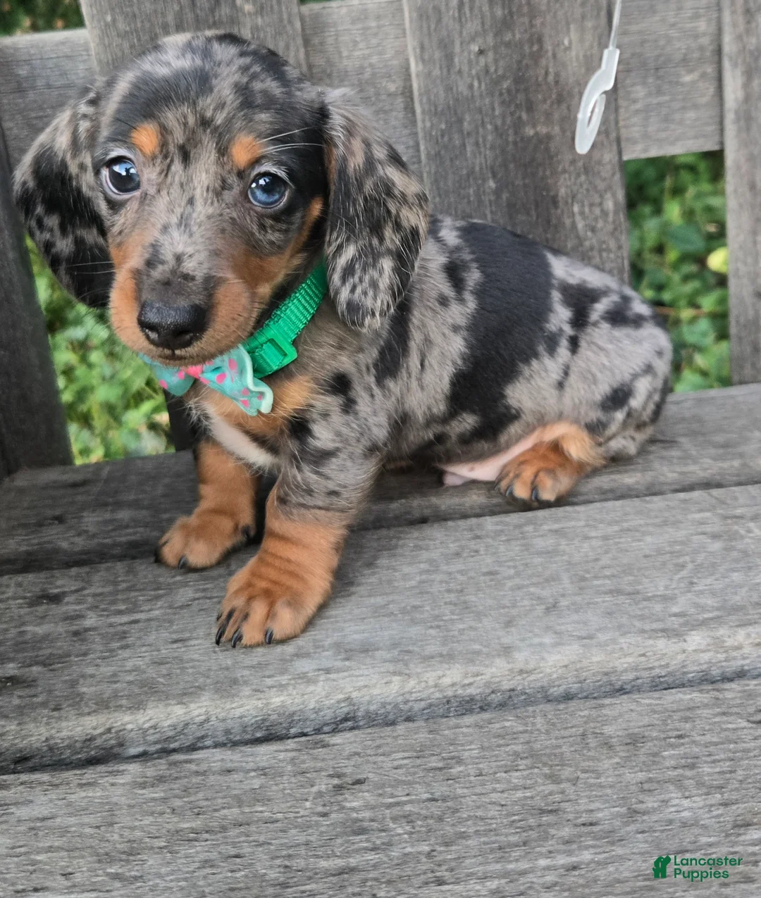 Miniature Dachshund dogs for sale: Buddy - Ad 1