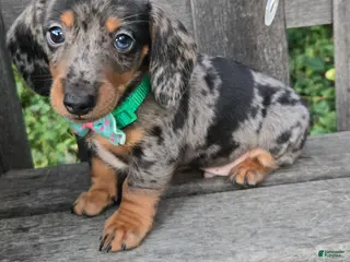 Miniature Dachshund dogs for sale: Buddy - Ad 4