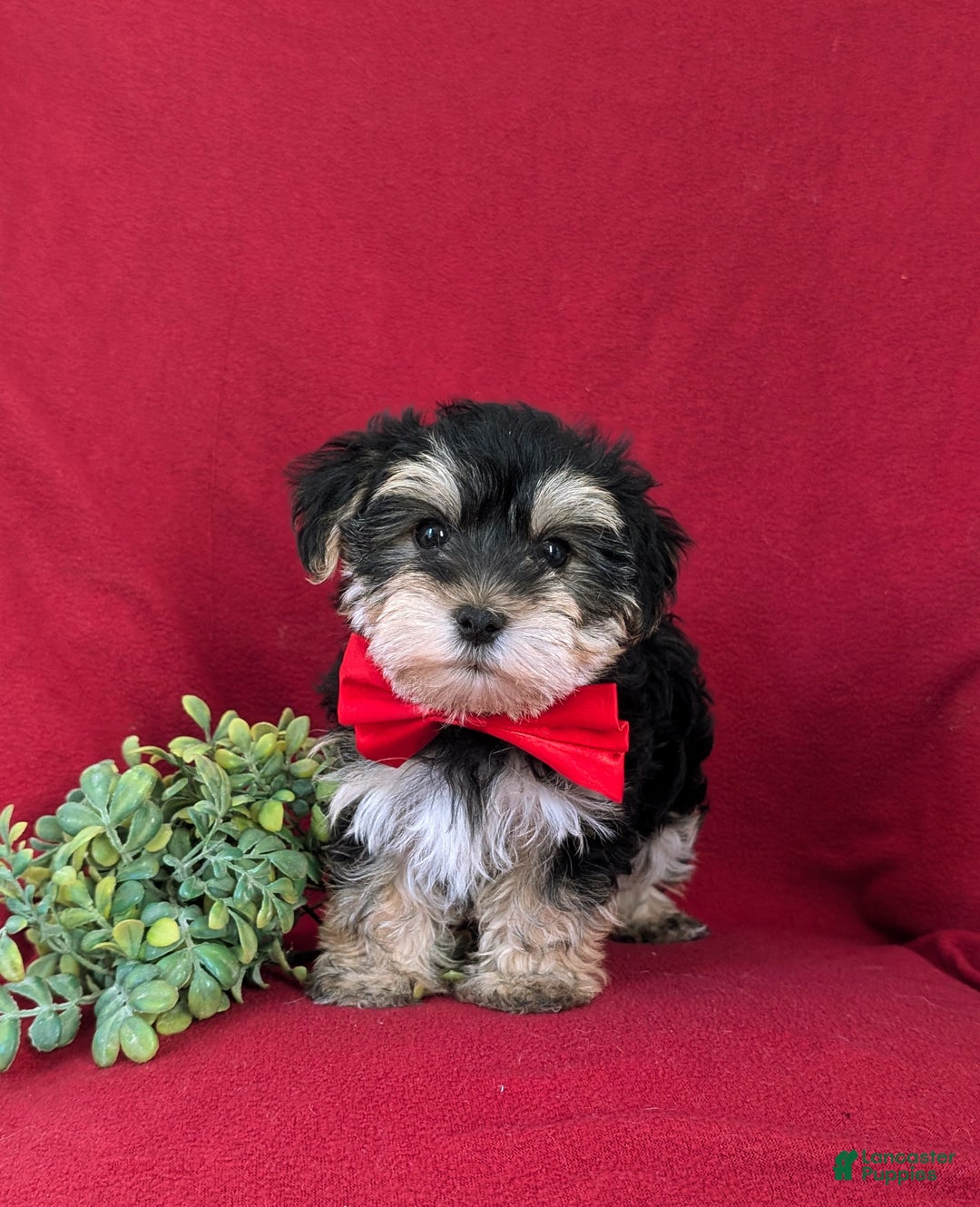 Morkie dogs for sale: Chas 6 lbs Full Grown - Ad 3
