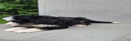 Bernedoodle dogs for sale: Bernedoodle Yellow - Ad 6