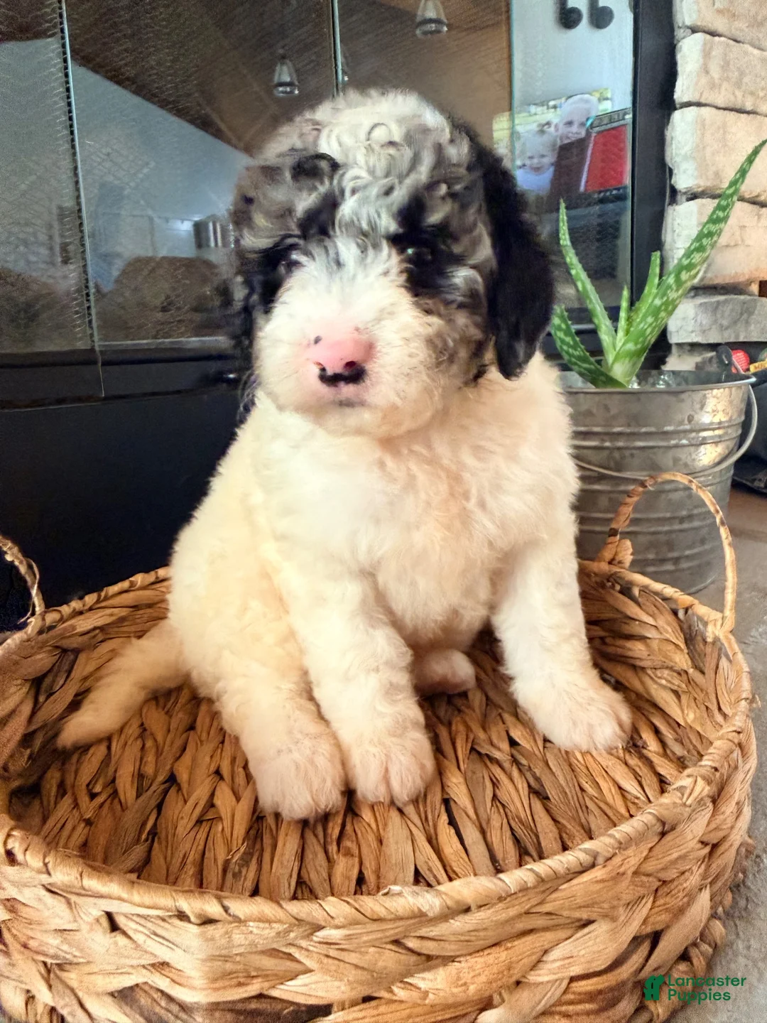 Mini Goldendoodle dogs for sale: Mini Goldendoodle 5 - Ad 14