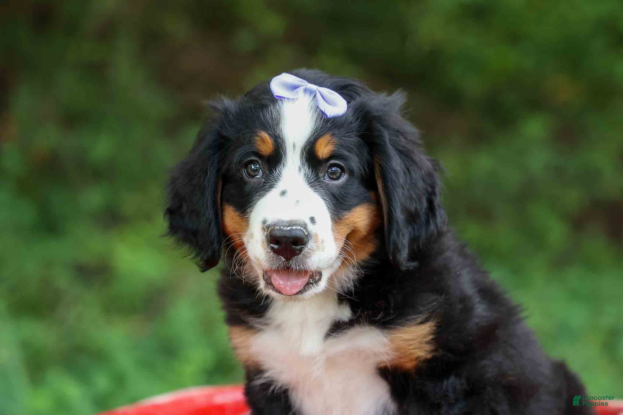 Bernese Mountain Dog dogs SOPHIE - Ad 1