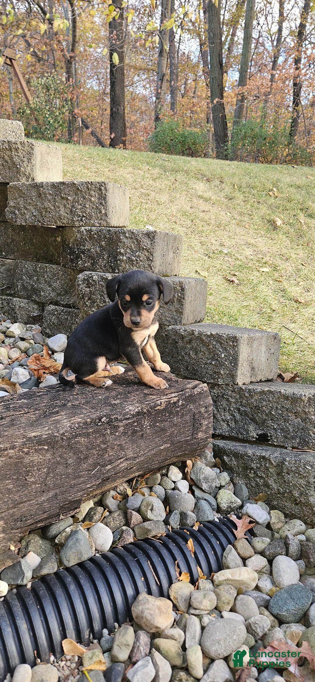 Mixed Breed dogs for sale: Hondo - Ad 2