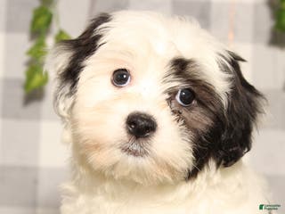 Teddy Bear dogs Kristoff - Ad 34