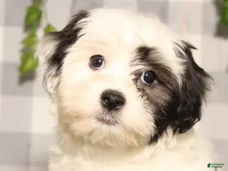 Teddy Bear dogs Kristoff - Ad 32