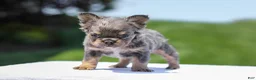 French Bulldog dogs for sale: Jason - Ad 6