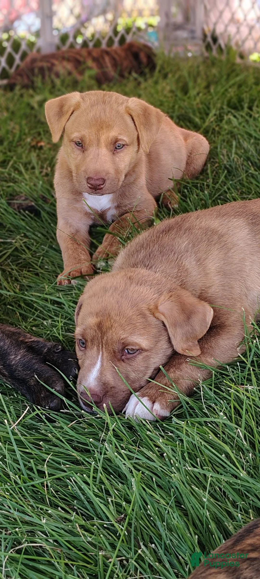 American Pit Bull Terrier dogs for sale: American Pit Bull Terrier 5 - Ad 2
