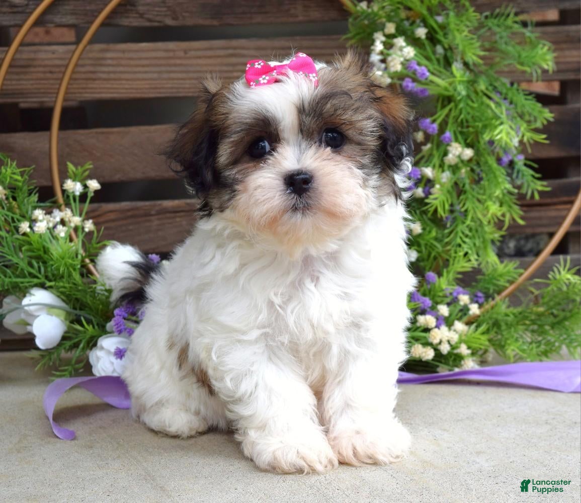 Teddy Bear dogs Taylor - Ad 1