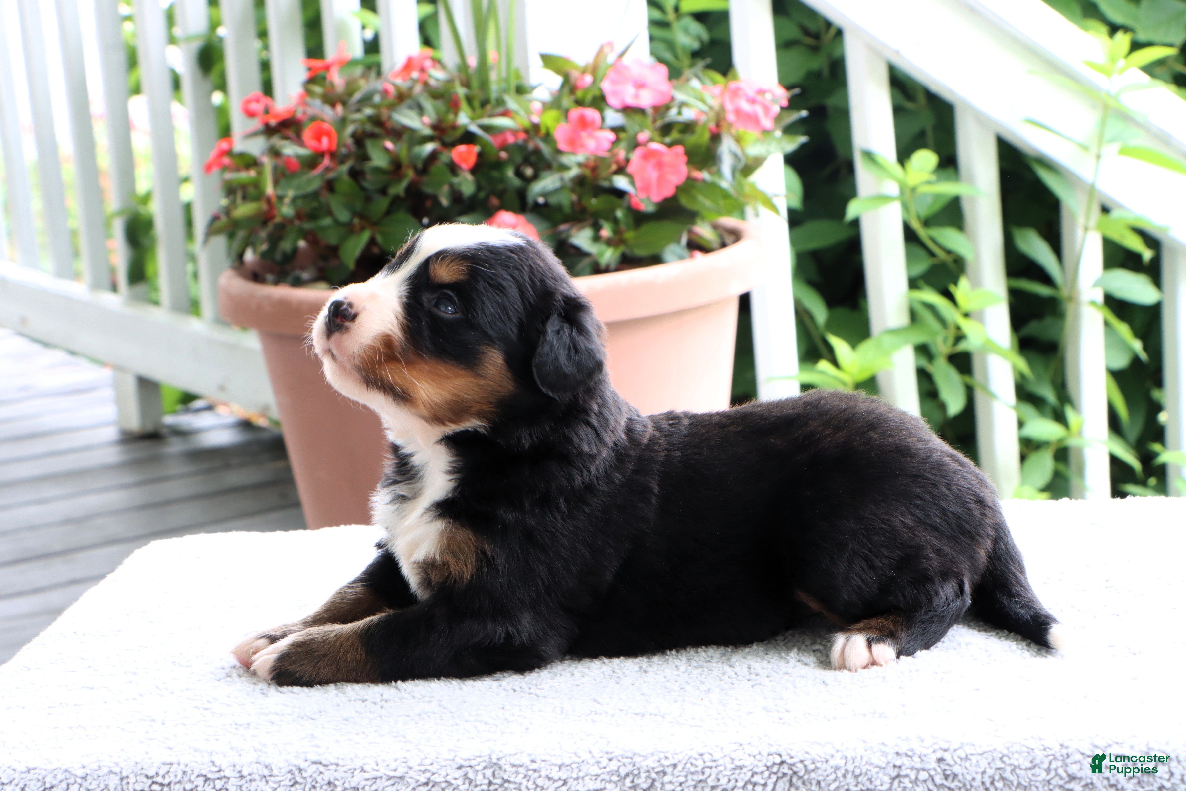 Bernese Mountain Dog dogs Karen - Ad 1