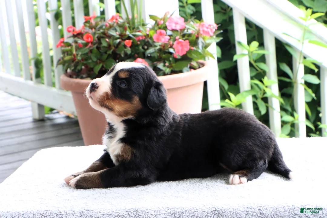 Bernese Mountain Dog dogs for sale: Karen - Ad 1