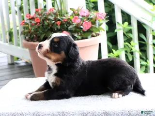 Bernese Mountain Dog dogs for sale: Karen - Ad 2