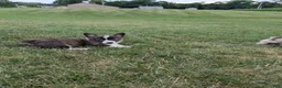 Welsh Corgi Pembroke dogs for sale: Princess  - Ad 2
