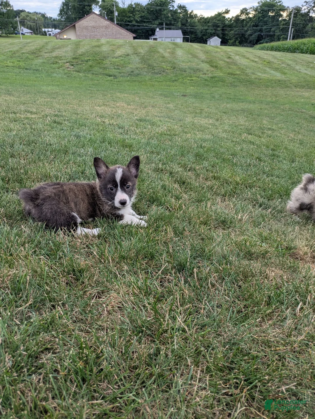 Welsh Corgi Pembroke dogs for sale: Princess  - Ad 2