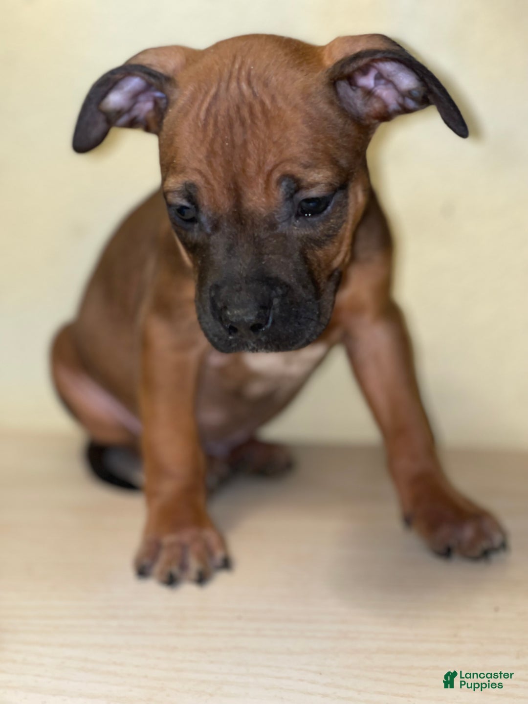 American Pit Bull Terrier dogs for sale: American Pit Bull Terrier Puppy 7 - Ad 1