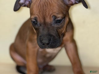 American Pit Bull Terrier dogs American Pit Bull Terrier Puppy 7 - Ad 7