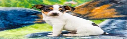 Mixed Breed dogs for sale: Toby - Ad 7