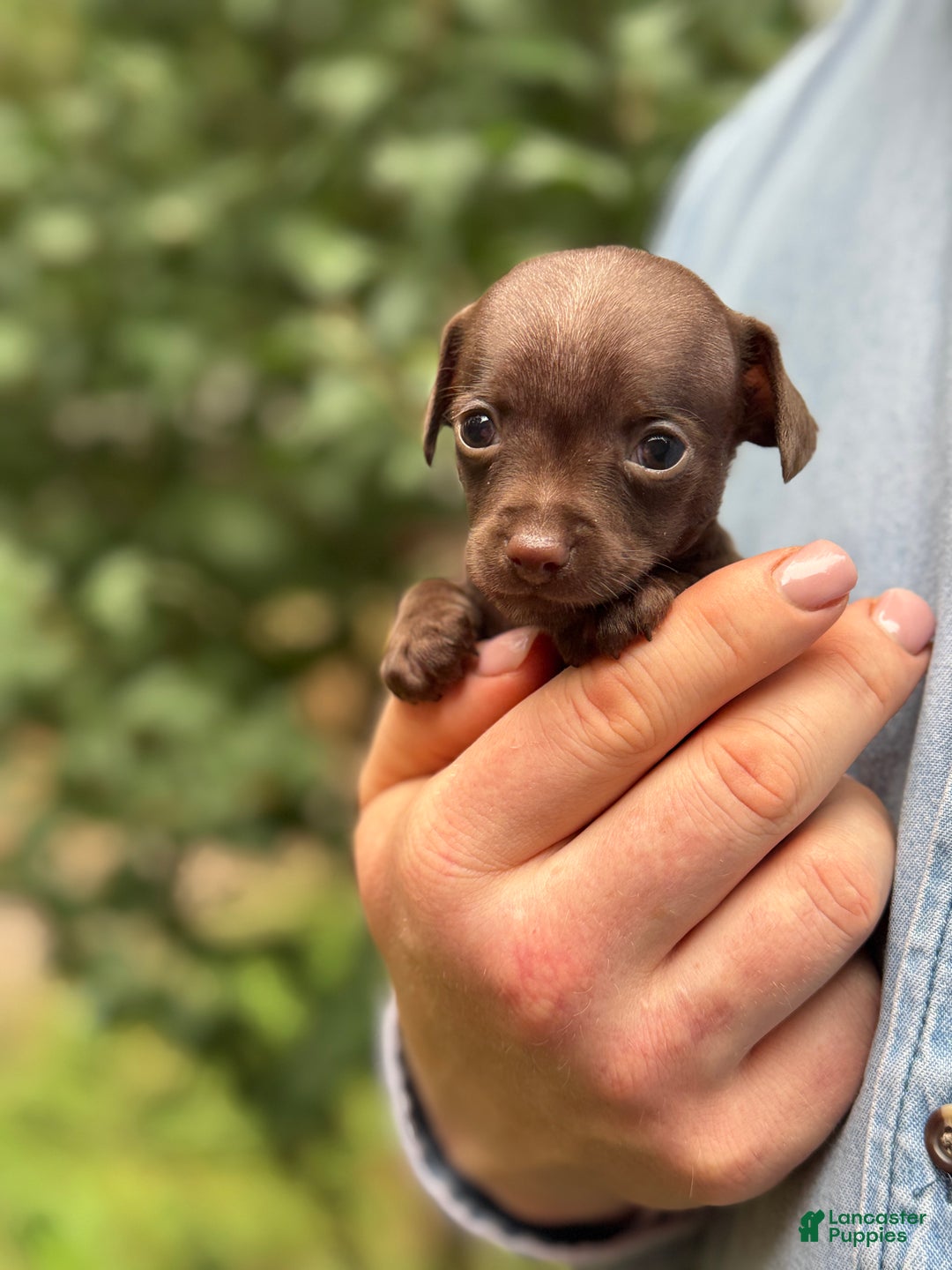 Mixed Breed dogs for sale: Cleopatra  - Ad 20