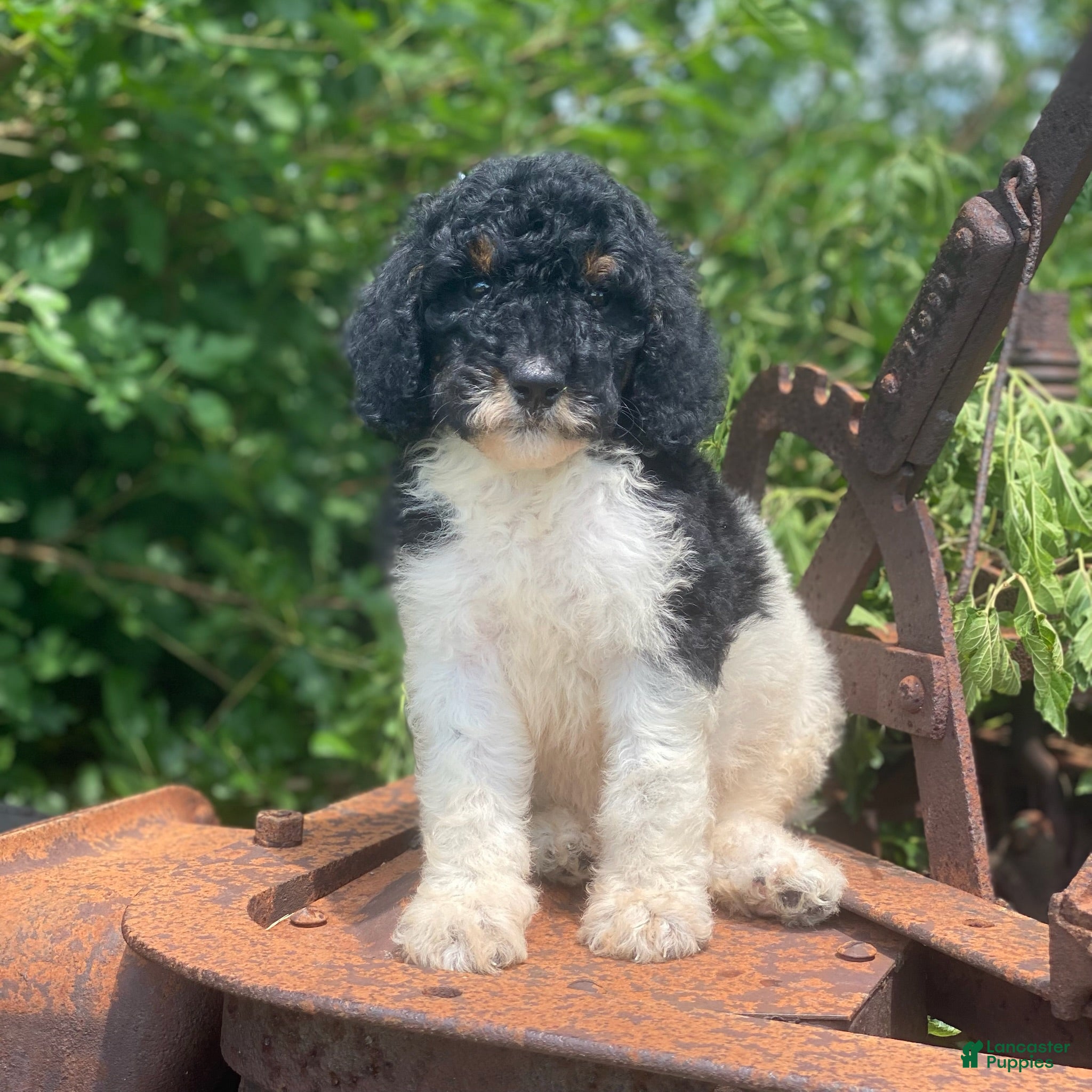 Standard Poodle dogs Trixy - Ad 12