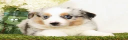 Miniature Australian Shepherd dogs for sale: Patrick - Ad 6