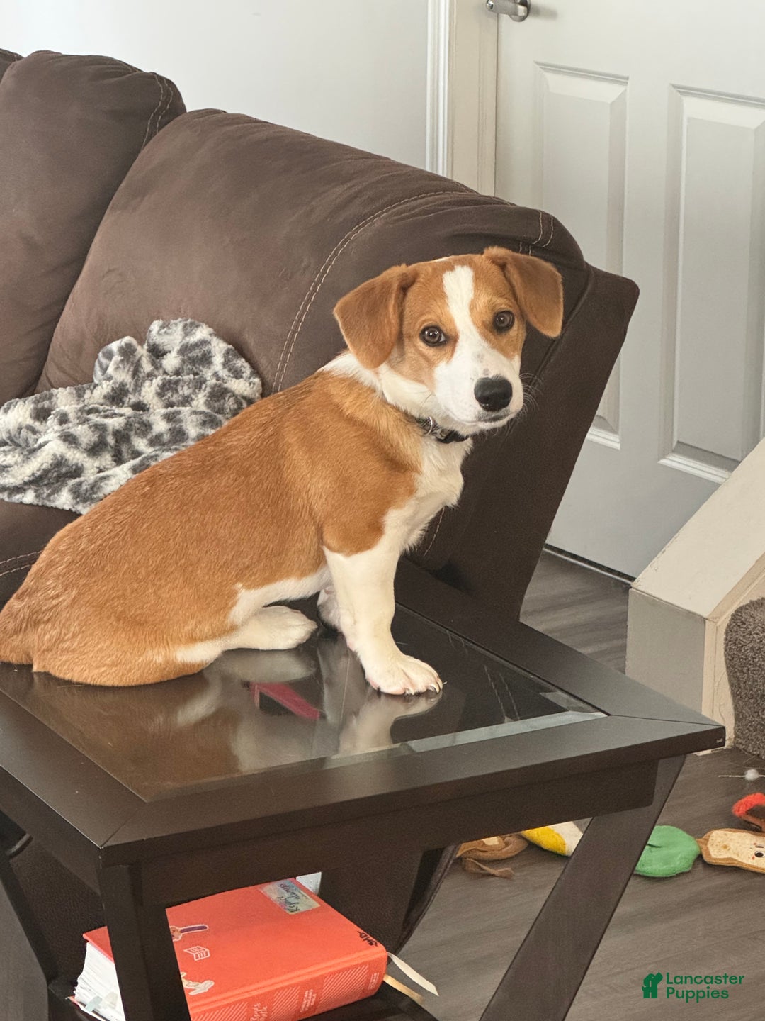 Mixed Breed dogs for sale: Mixed Breed Puppy 1 - Ad 2