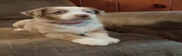 Australian Shepherd dogs for sale: Daisy  - Ad 4
