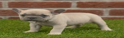 French Bulldog dogs for sale: Maggie - Ad 10