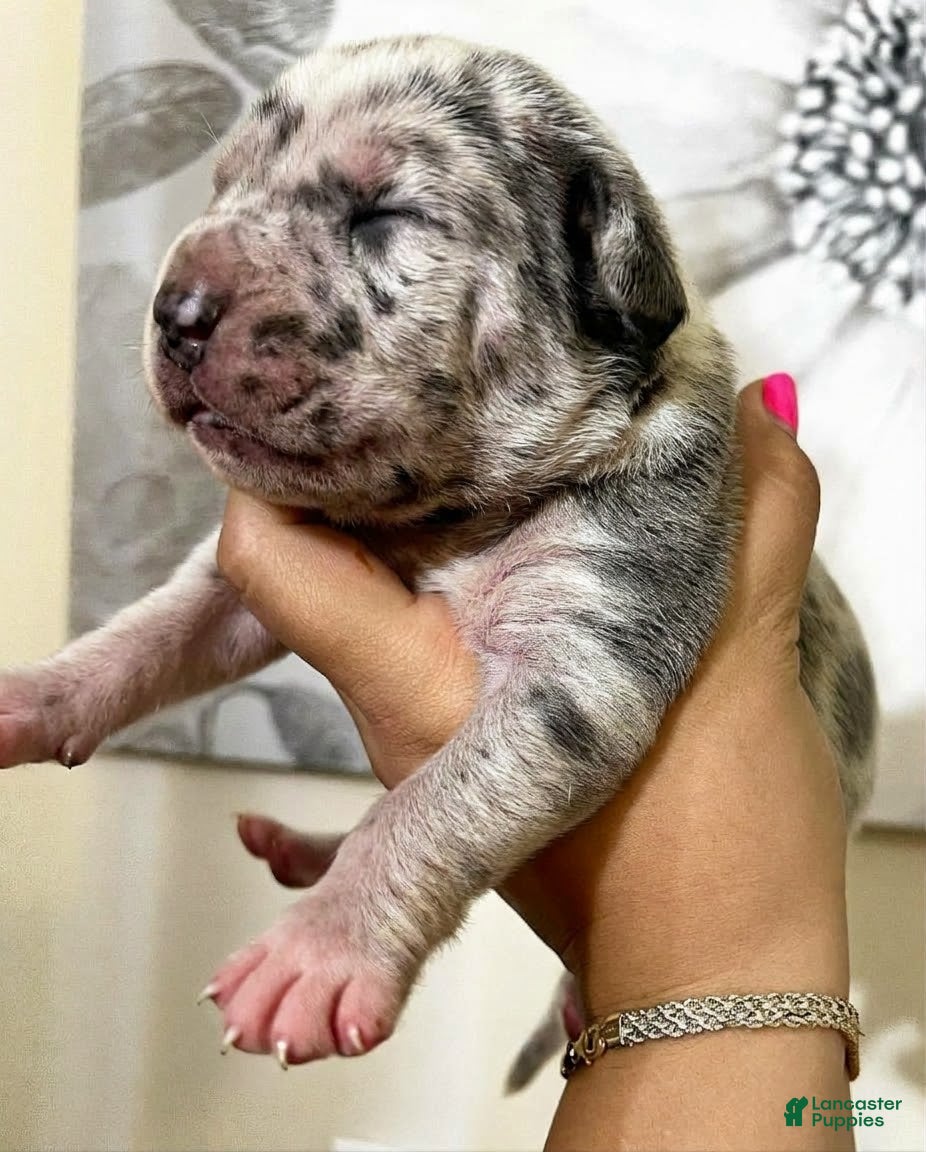 Cane Corso dogs Sentinel Soul Bentayga- Blue Merle (North American Mastiff) - Ad 2