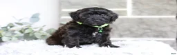 Yorkiepoo dogs for sale: Charlie  - Ad 10