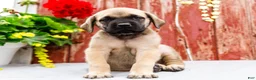 English Mastiff dogs for sale: Morris - Ad 11