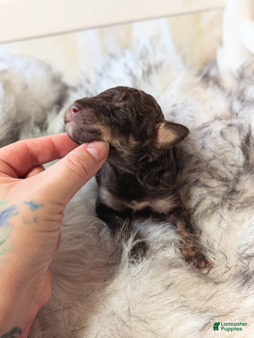 Mixed Breed dogs for sale: TERMINATOR  - Ad 2