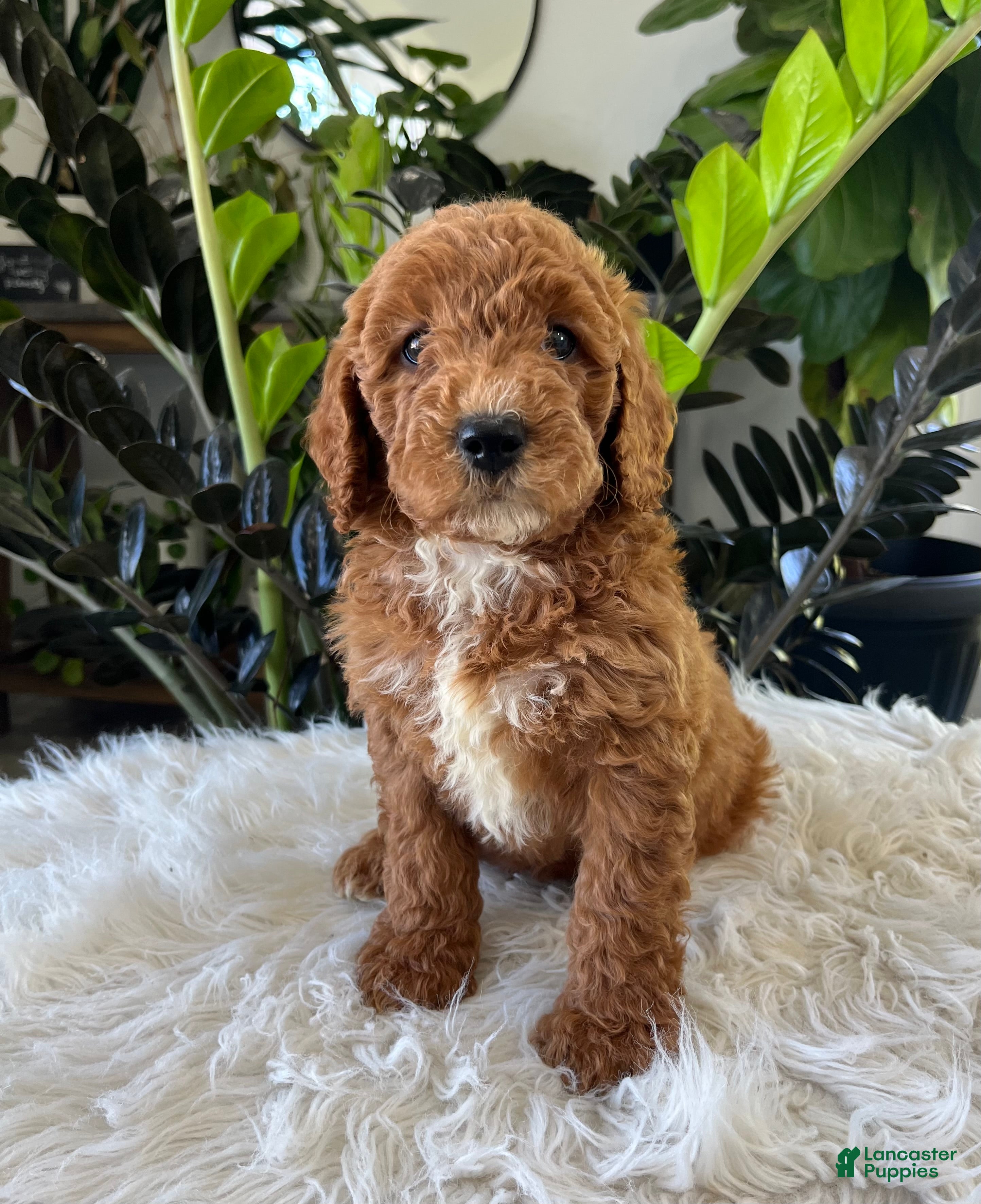 Mini Goldendoodle dogs Kenzo - Ad 1