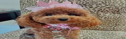 Maltipoo dogs for sale: Princess  - Ad 2