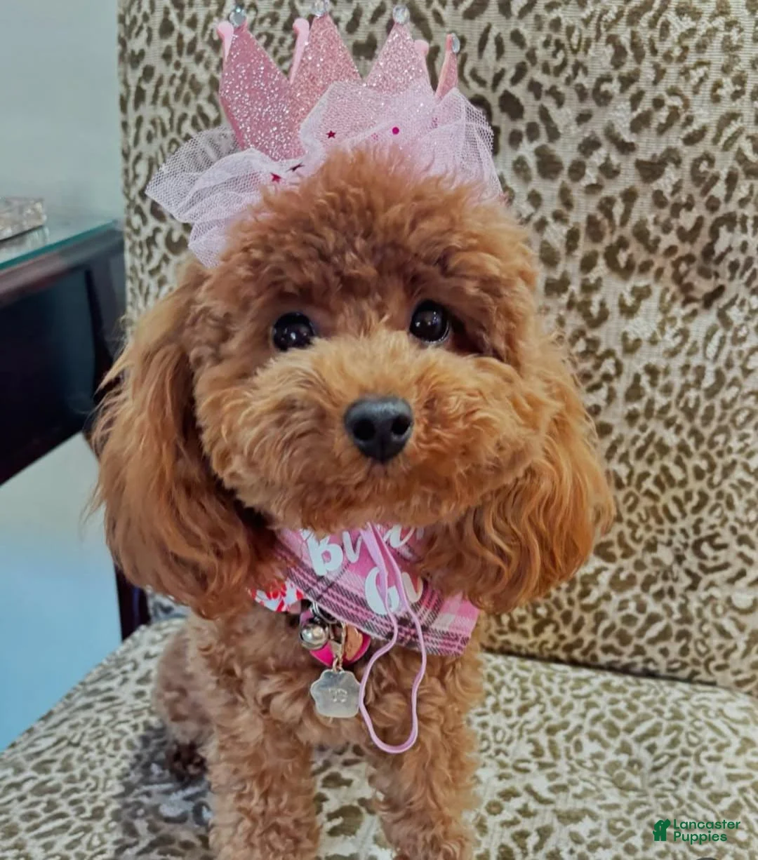Maltipoo dogs for sale: Princess  - Ad 2