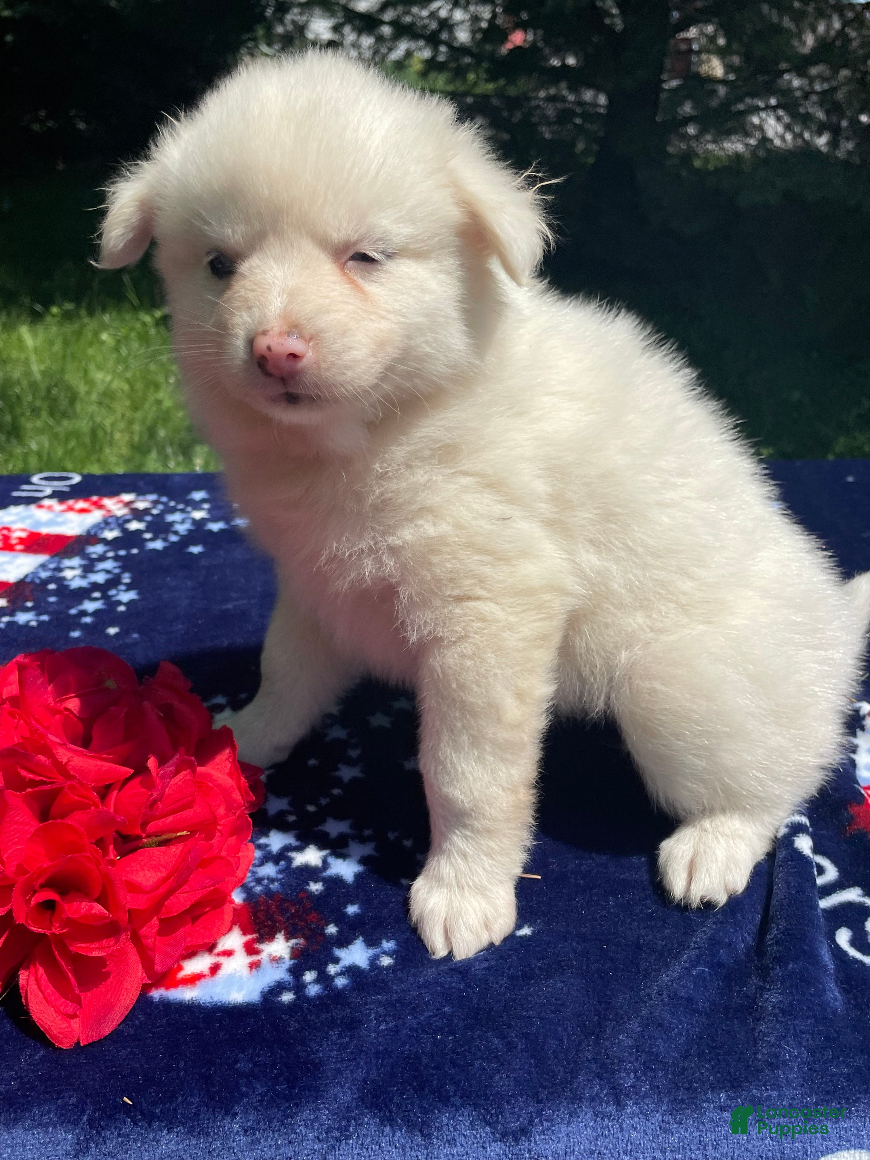 Pomsky dogs Mango - Ad 7