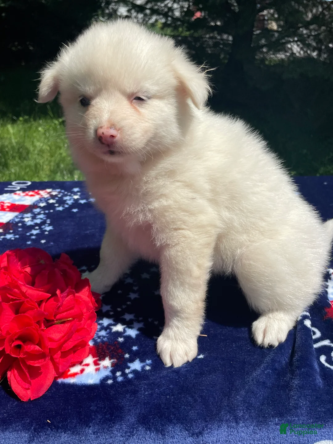 Pomsky dogs for sale: Mango - Ad 1