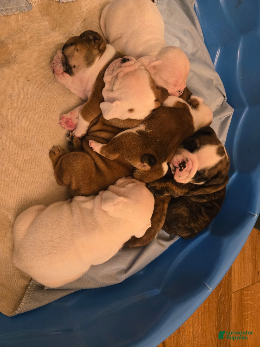English Bulldog dogs for sale: Linus - Ad 12