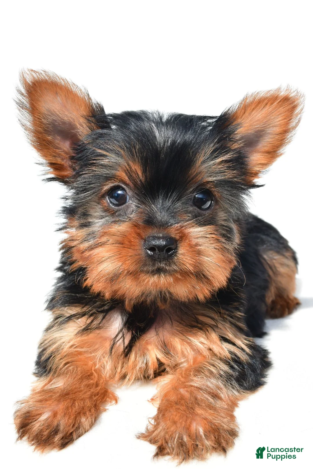 Yorkshire Terrier dogs for sale: Tiny - Ad 1
