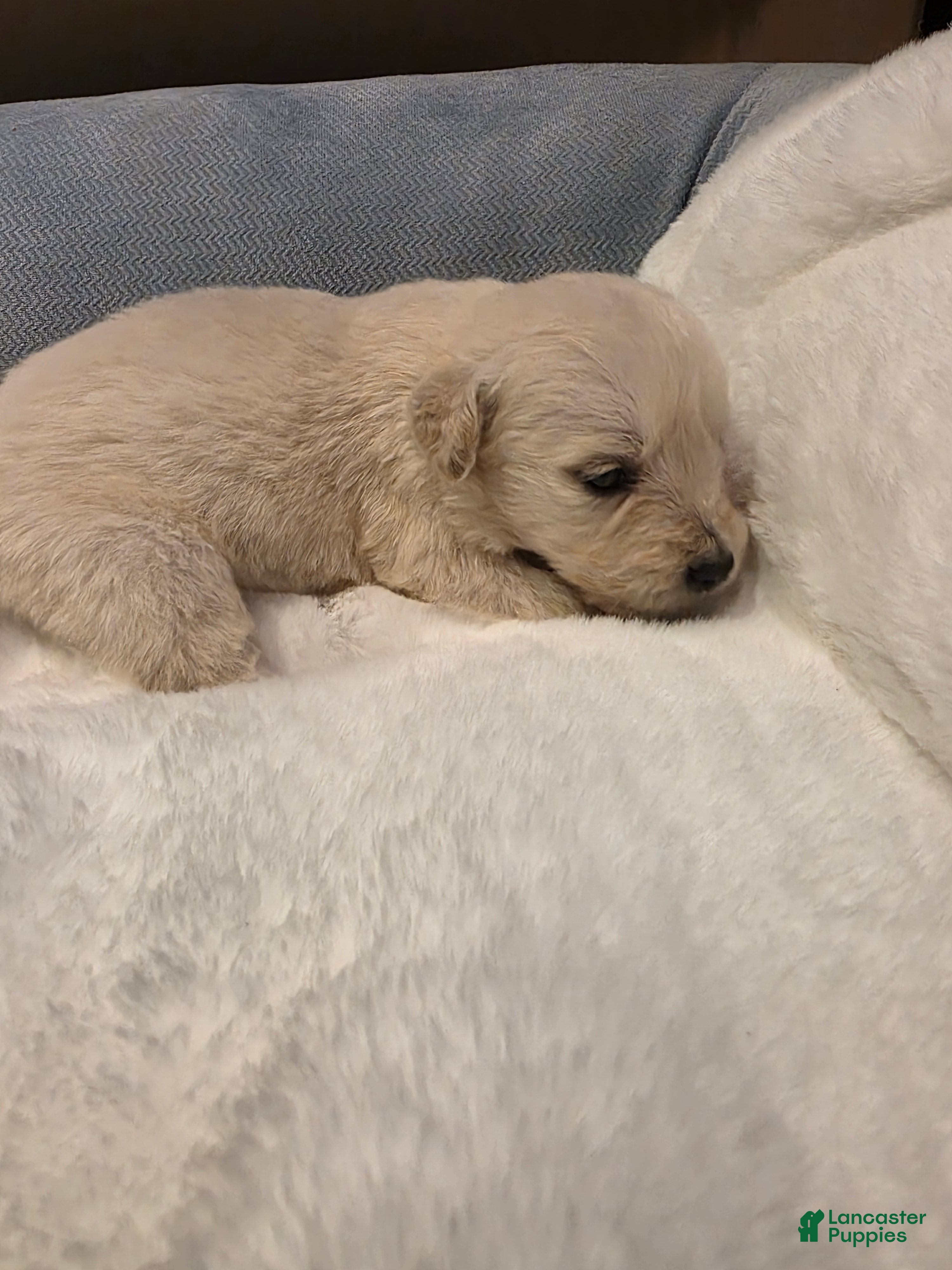 Golden Retriever dogs Baby girl light pink - Ad 28