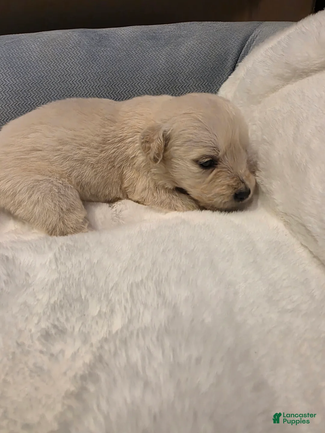 Golden Retriever dogs for sale: Baby girl light pink - Ad 1