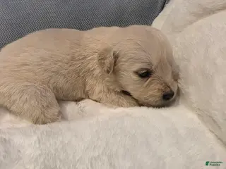 Golden Retriever dogs Baby girl light pink - Ad 39