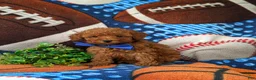 Toy Poodle dogs for sale: Whittaker 7 lbs Full Grown - Ad 3